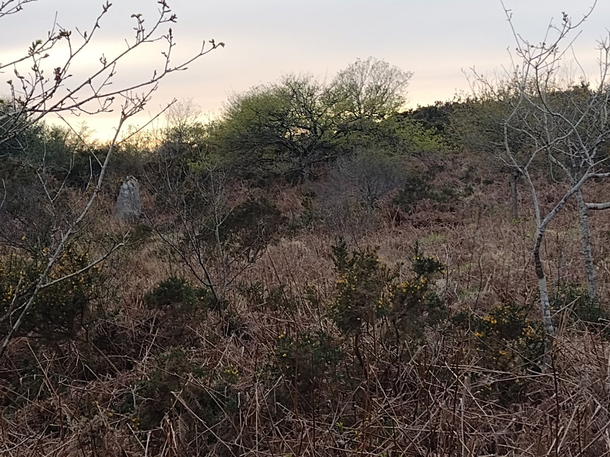 ThiChaplain's tweet photo. Tiens un autre menhir qui se trouve à #Locarn (moins connu que les autres présent dans les #Landes de Locarn et beaucoup moins accessible). Il est bien mis en valeurs ^^. Il est pourtant en bordure d'une route départementale. #CôtesdArmor. #mégalithes https://t.co/E05aDR1doo