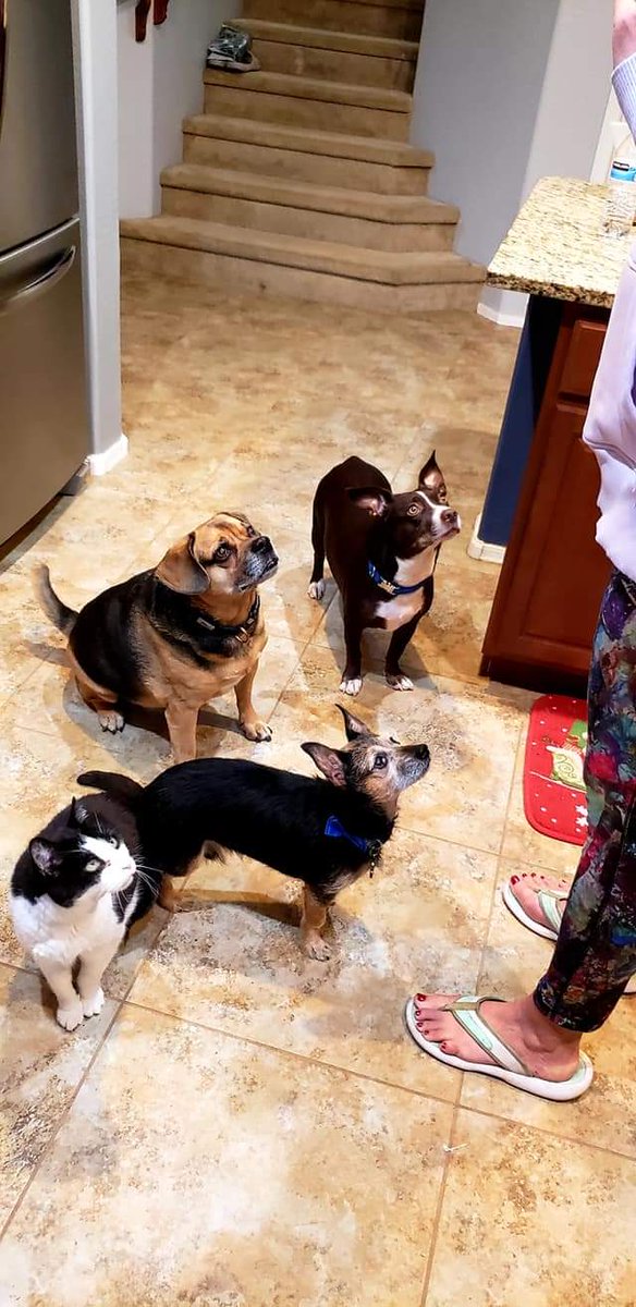 #Throwback picture of all of the house doggies, waiting for snackos
#ilovedogs #dogsoftwitter #CatsOfTwitter #tbhnoodlesisacat #Italianrecipes