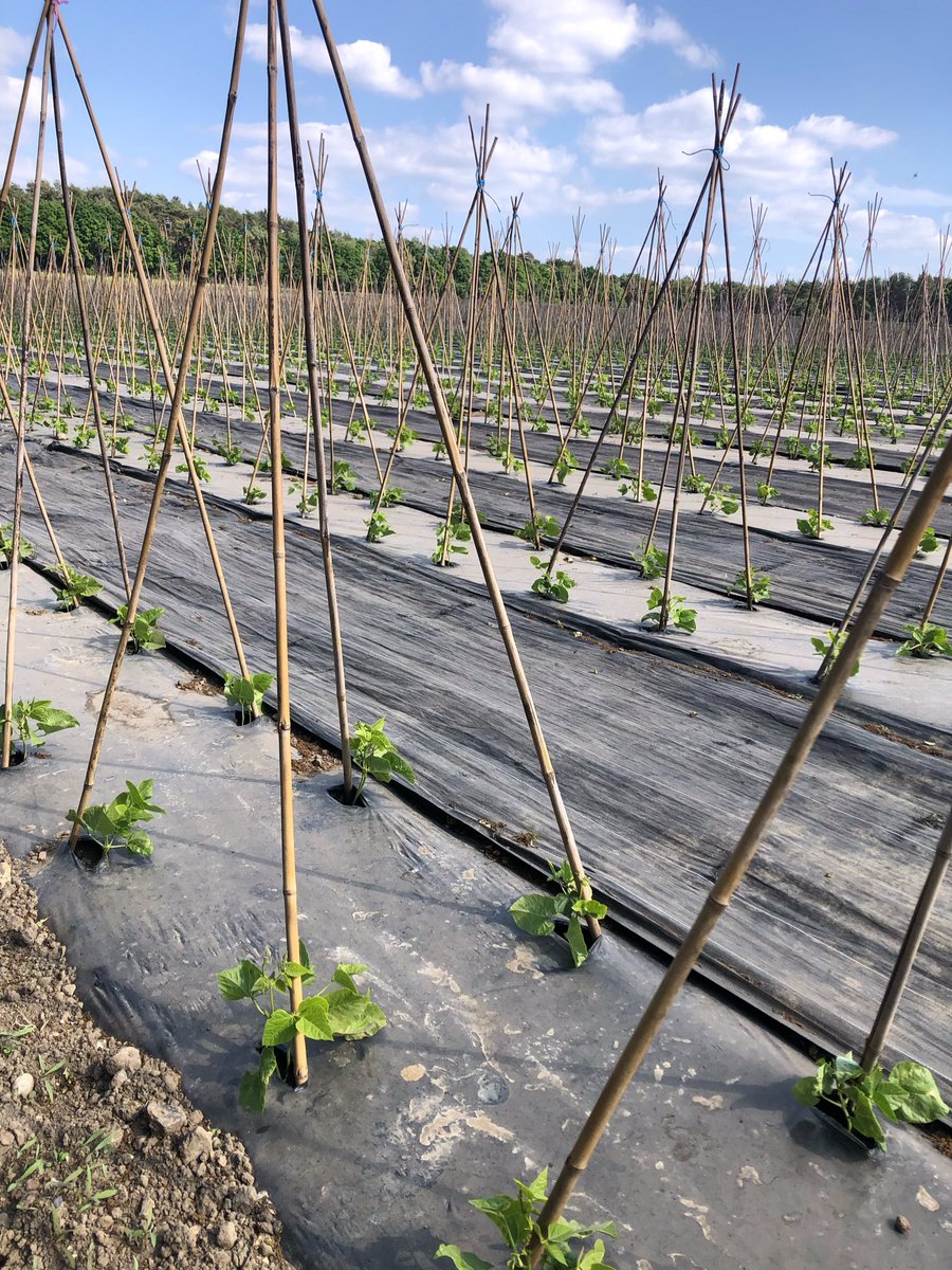 Lyburn Cheese (@lyburncheese) on Twitter photo Runner beans look incredibly good but it is slow going as the nights and the wind are cold, getting a little water to keep them topped up.@HantsFarmersMkt <a href="/HampshireFare/">Hampshire Fare</a> <a href="/NewForestMarque/">New Forest Marque</a> Runner beans look incredibly good but it is slow going as the nights and the wind are cold, getting a little water to keep them topped up.@HantsFarmersMkt <a href="/HampshireFare/">Hampshire Fare</a> <a href="/NewForestMarque/">New Forest Marque</a>