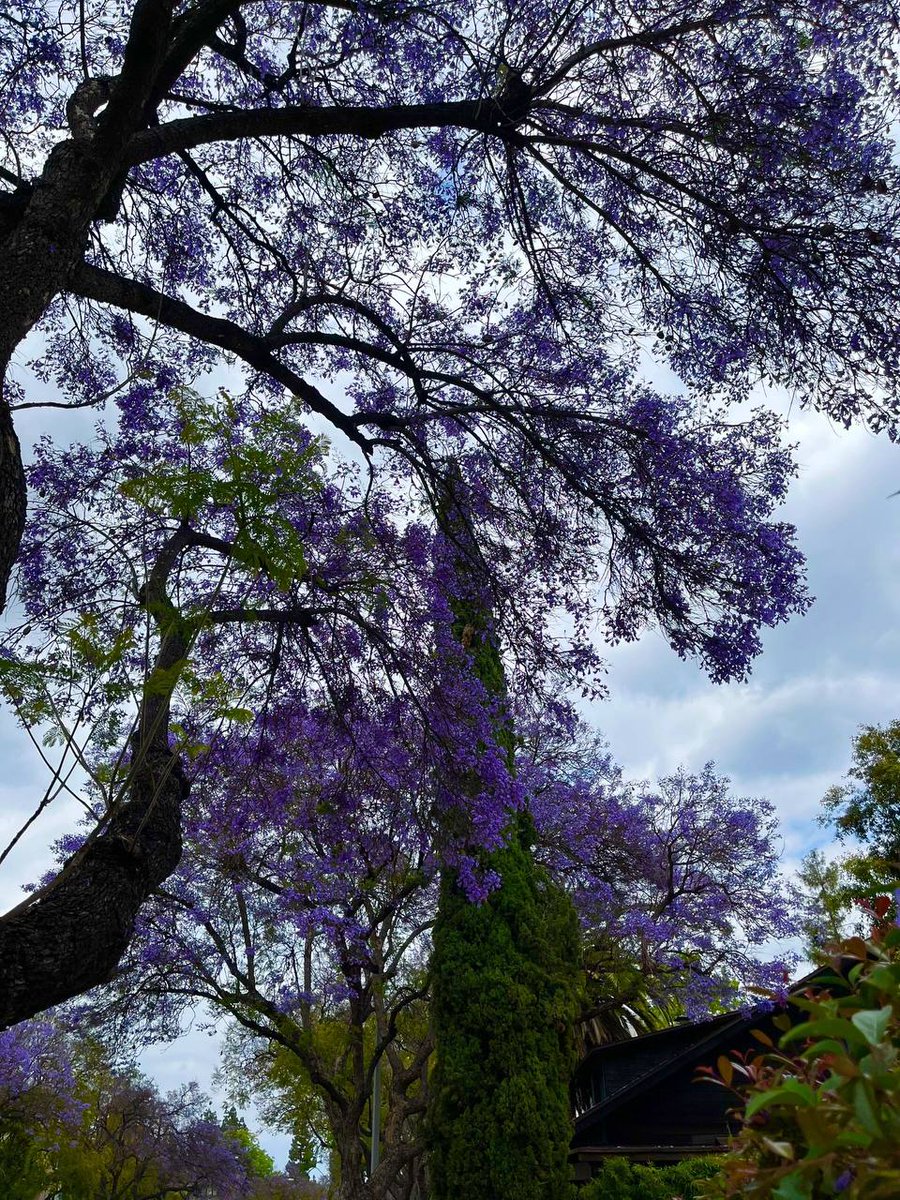 Nora45919448181's tweet photo. This beautiful place make me happy and relieves stress😍🥰
#Happy #Releves #Stress https://t.co/F3BVaSnnlI