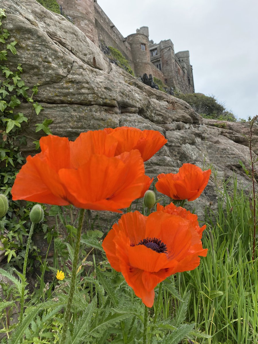 Steve_Bee21's tweet image. Bamburgh castle today. Artistic shot #bamburghcastle #holiday #teambee 😍🐝