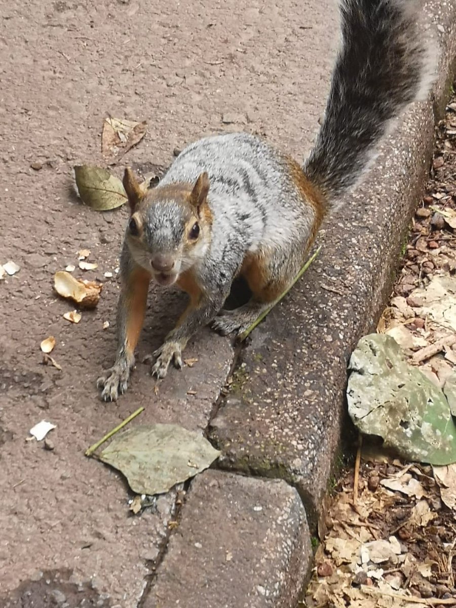 Halliwell_1's tweet photo. Caminando por el parque me encontré una linda ardilla 🐿️ https://t.co/1bbTguARUY