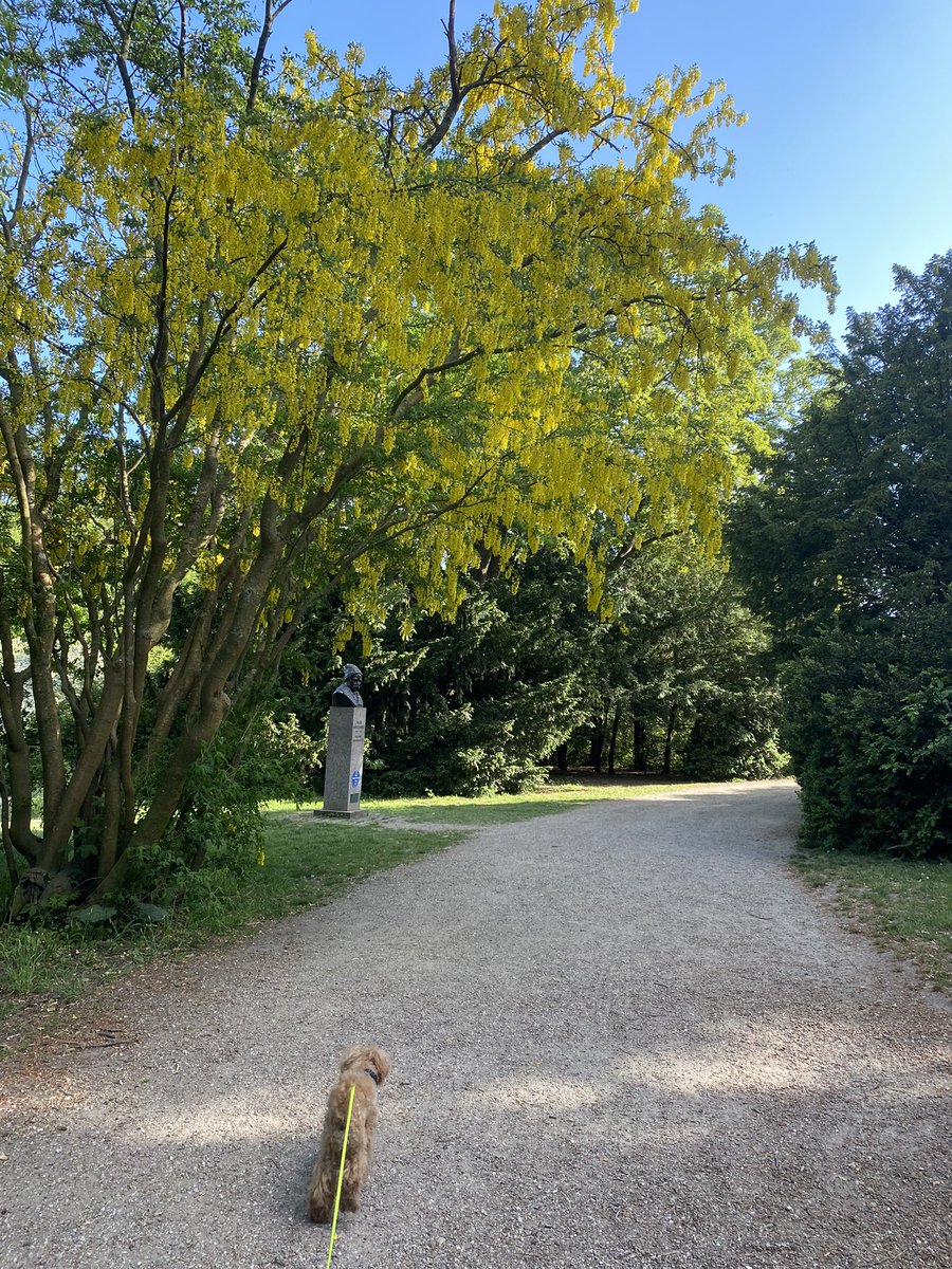 kinakostockholm's tweet photo. Golden rain in full bloom.
キングサリも満開。香りムンムンです😅
#goldenchaintree #goldenrain #guldregn #キングサリ #copenhagen #denmark #コペンハーゲン #デンマーク #北欧暮らし #北欧の暮らし https://t.co/pxk8Gpmads