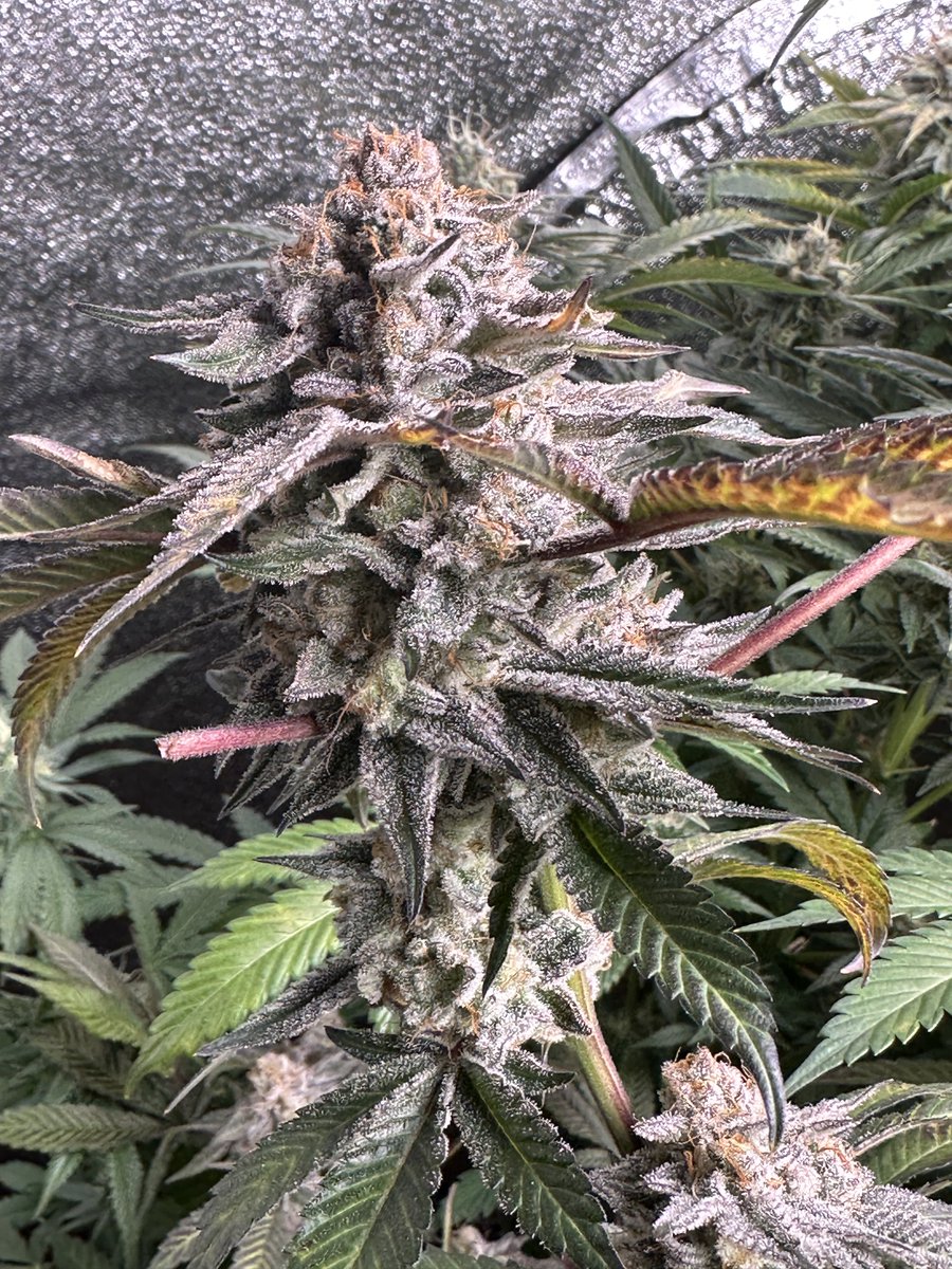 Glue Trap grown by @shaolinwells full of color and covered in trichomes this is surely something special, grown with great effort and care
Join our discord Greenhousediscord.cc

#Greenhouse #CannabisCommunity #JGYO #MMJ #Homegrown #Grow