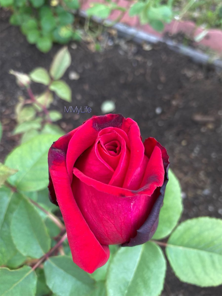 A part of
my heart
will always be
yours… ❤️
— MMyLife #Poetry 

#Flowers #FlowerPhotography 🌱
#Rose #RoseWednesday 🌹
@ThePhotoHour 🍀
#WednesdayBlessings 💫