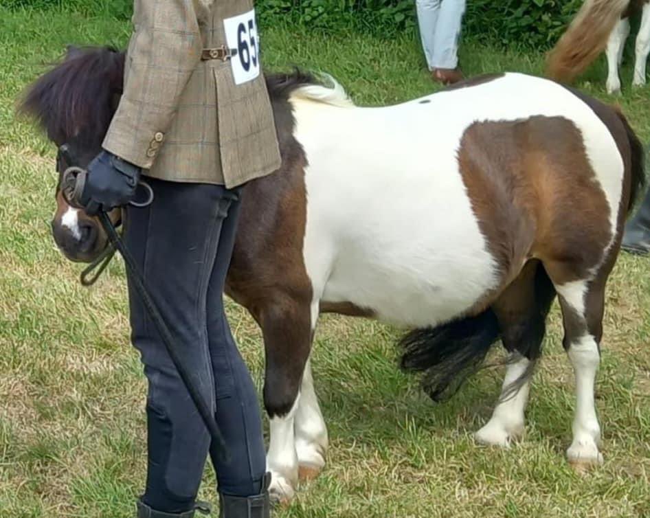 Roodles_a's tweet photo. STOLEN THERAPY PONY
Miniature #shetland mare.Sat 3.6.23 from field in Blackdown Hills area,England.Field mates calling for her.
She’s @RDAnational therapy pony. Helps young pple + pple with #dementia. Please RT @AnimalWoodfield @theFOALGroup @AdoptionsUk @AWAUK_ @RSPCA_official https://t.co/0GUKCtXBqv