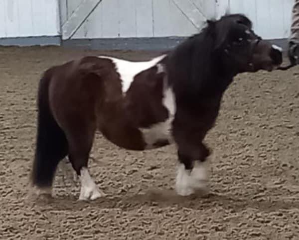Roodles_a's tweet photo. STOLEN THERAPY PONY
Miniature #shetland mare.Sat 3.6.23 from field in Blackdown Hills area,England.Field mates calling for her.
She’s @RDAnational therapy pony. Helps young pple + pple with #dementia. Please RT @AnimalWoodfield @theFOALGroup @AdoptionsUk @AWAUK_ @RSPCA_official https://t.co/0GUKCtXBqv