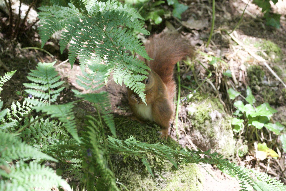 Nant Y Pandy Reserve, Llangefni - my first Red Squirrel on Anglesey. A very shy little one.