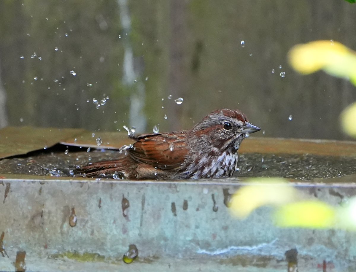 Other regulars to the bath and feeders in my backyard include Oregon Dark-eyed Junco (At the Virgin statue), Lesser Goldfinch and Song Sparrow (in the bath)