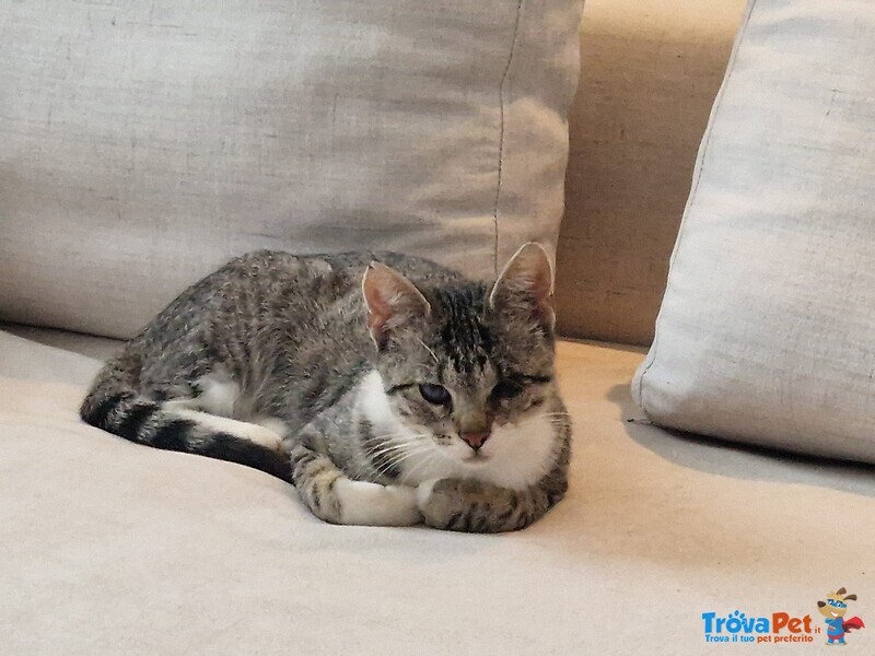 #Europeo femmina  di 5 mesi  in adozione a #Chioggia