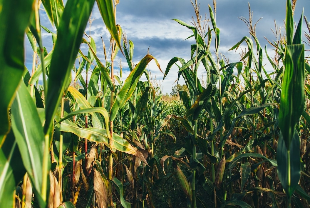 WETcenter's tweet image. Renewable Plastic Whatttt?!
Dow Inc. and New Energy Blue have announced a long-term supply agreement to produce bio-based ethylene from renewable ag residues, specifically corn 🌽stover... read more below⬇️
agweb.com/news/business/…
#renewable #plastic