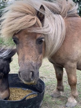 millypod1's tweet photo. 🆘2 JUNE 2023 #Lost #ScanMe #STOLEN
Chestnut Horse Female
Field in Lodge Lane #Hassocks West Sussex #BN6 
SIGHTINGS PLZ ☎️07542870002/07580624077
https://t.co/MnoeEDqHYh https://t.co/tl7pEBA9c1
