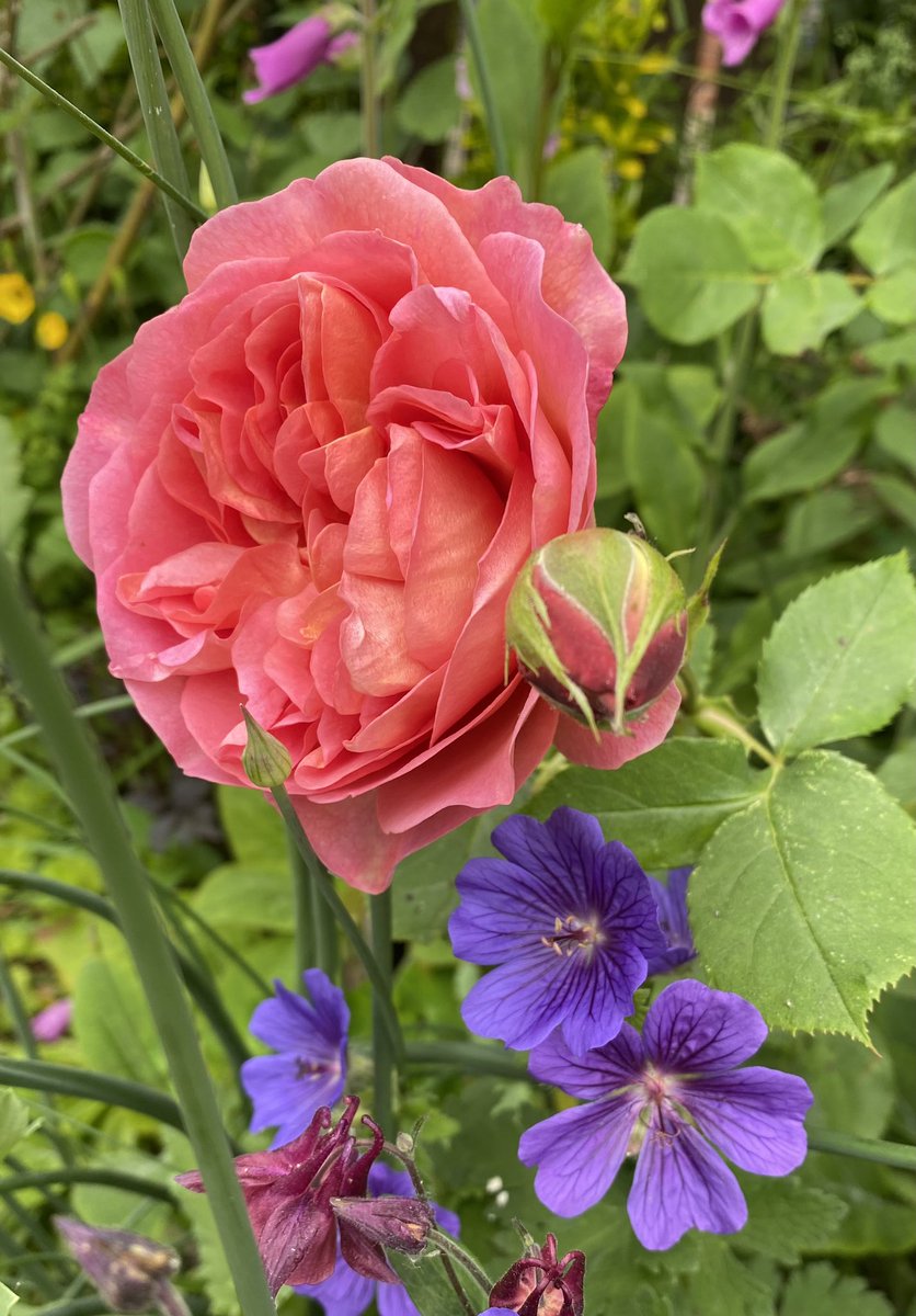 A late #RoseWednesday but beautiful Boscobel appeared 💕

#GardeningTwitter #Roses #Roses23 #RoseADay