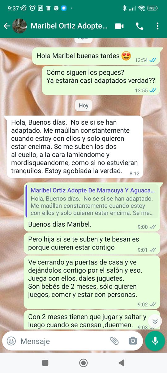 GatosAbandona2's tweet photo. PUES QUE NOS DEVUELVEN A DOS BEBÉS RECIÉN ADOPTADOS EL PASADO VIERNES!!!

PORQUE SON MUY CARIÑOSOS!!!!!

EN SERIO

ESTO ES NORMAL????

porque ya parece una cámara oculta

Flipando mucho.

#adopcion #adopcionresponsable #gatosabandona2 https://t.co/58NY9UA2eK