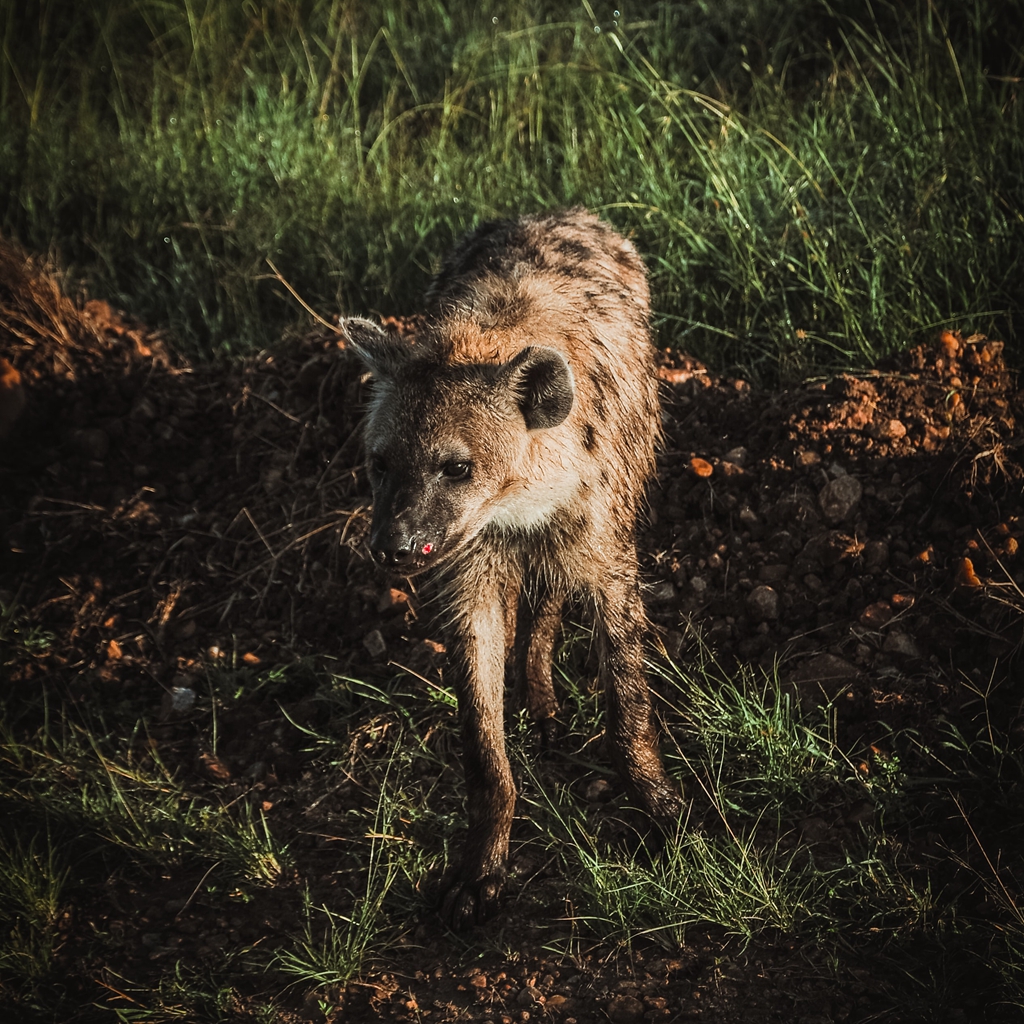 Spotted #Hyena in #grassland , Kenya
.
.
.
#SpottedHyena
#LaughingHyena
#MasaiMara

#AfricanHyena
#WildHyena

#AfricanWildlife
#AfricaCarnivore
#AfricanSavannah
#Safari
#KenyaWildlife
#KenyaCarnivore
#KenyaHyena

#WildlifePhoto #WildAnimal #WildlifeHabitat #AnimalEnglish