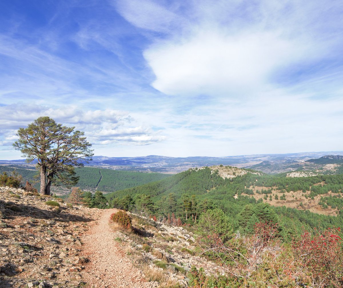 📣 Los #ODS son 1⃣7⃣ indicadores que abordan los principales desafíos a los que se enfrenta la sociedad 🍃 El 7⃣ hace referencia a un reto clave en la preservación del planeta y del bienestar social: garantizar el acceso a energía limpia y no contaminante como las renovables.