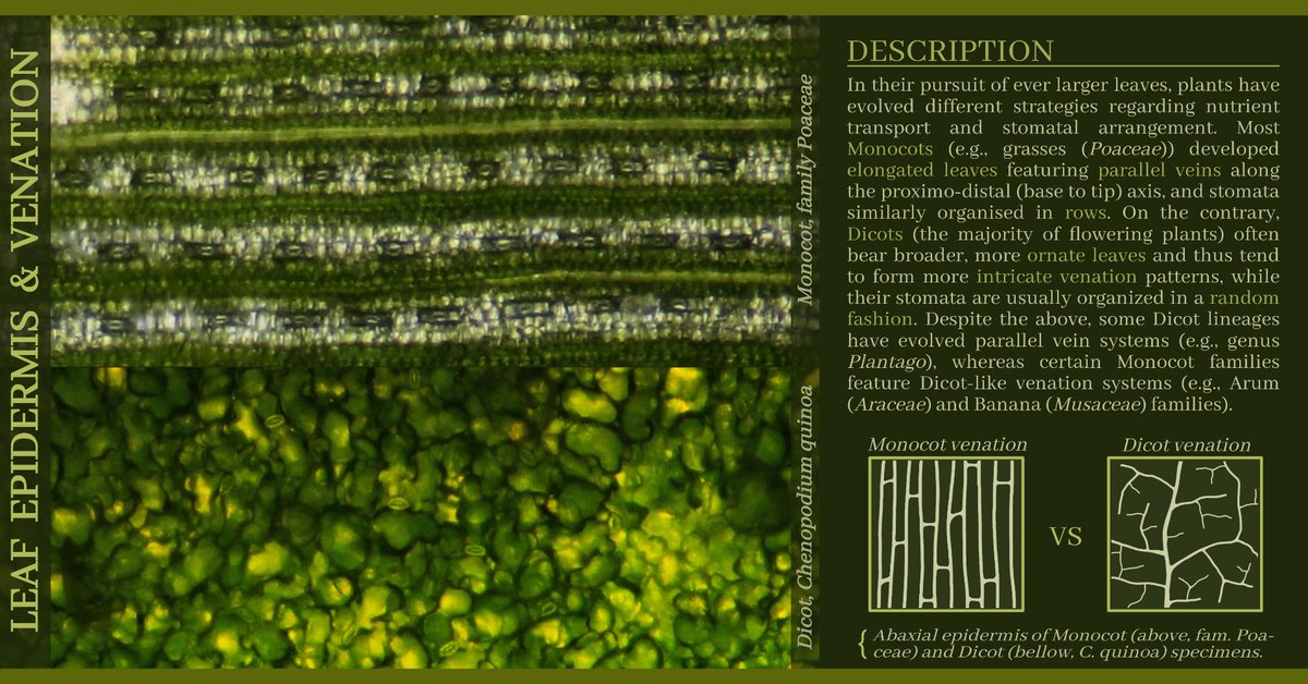 EStaratzis's tweet photo. 🌿 Dicotyledons and Monocotyledons usually feature different leaf #venation patterns and #stomatal arrangements. Here we briefly discuss about these differences. #plants #botany #biology #photography https://t.co/W7l6c05DUj