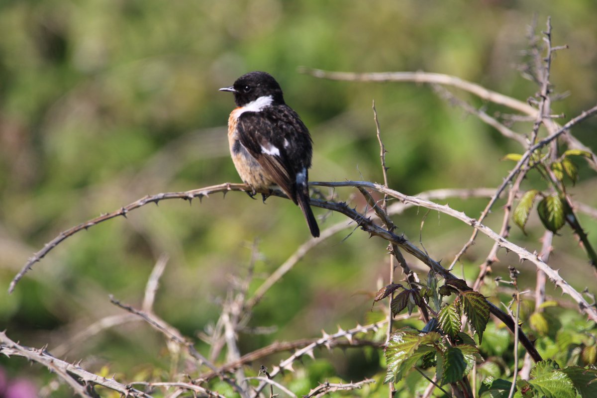 Male Stonechat at Marazion marsh on monday 😊 #marazionmarsh #birds #wildlife #cornwall #britishwildlife