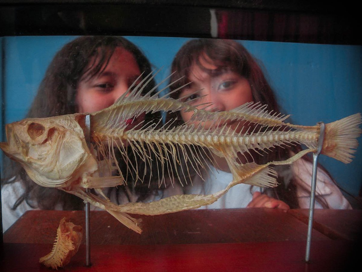 semillerosc_'s tweet photo. Los niños y niñas de la U.E Don Rómulo Gallegos aprendieron sobre la #evolución de los #vertebrados con la MSc. Tania Ramírez de la #UDOSucre y @fundacitesucre. ¡Gracias por su apoyo a nuestros #SemillerosCientíficos del estado #Sucre! 🐟🐸
#BiologiaMarina #Océanos #VidaMarina https://t.co/BilnXlgfoM