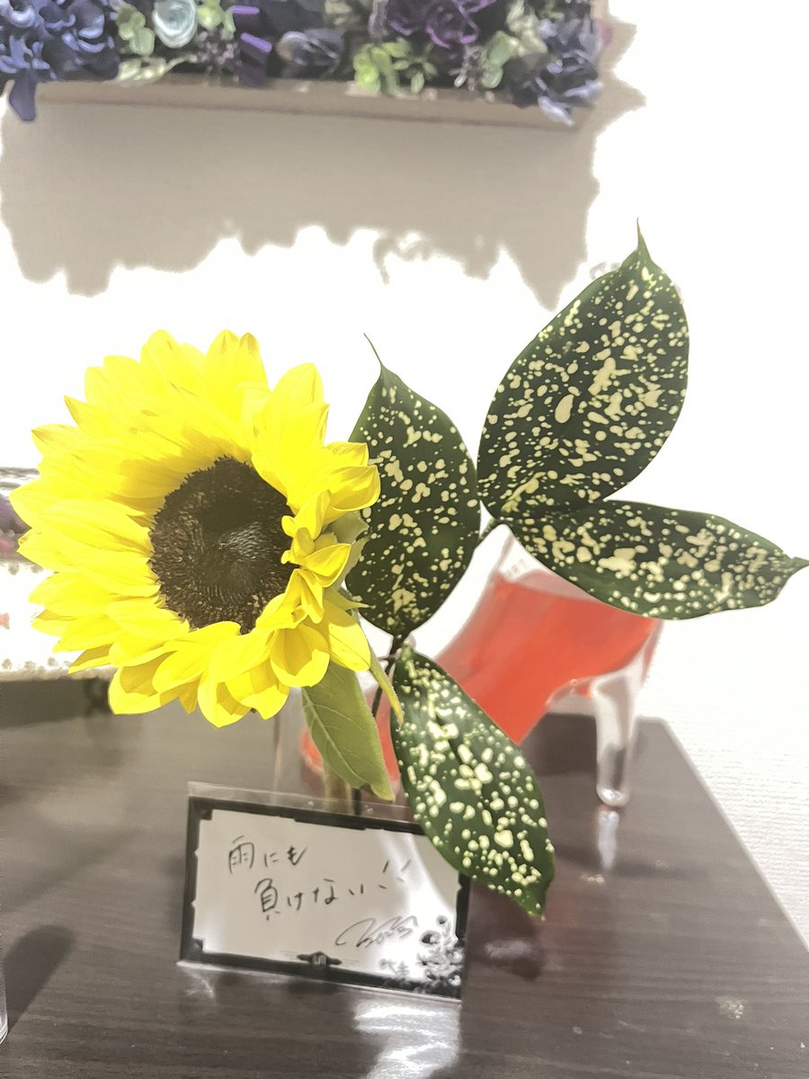akuma_o_satan's tweet photo. 直也くんｾﾚｸﾄのお花Part14𖡼.𖤣𖥧𖡼.𖤣
💚ひまわり
💚ゴットセフィアナ

心の雨にも負けないっ！！☔️☕️😌💭

#UNFG 0347d5
#unofficial
#フラワーギフト
#ハナメク https://t.co/wdKmWwCroE