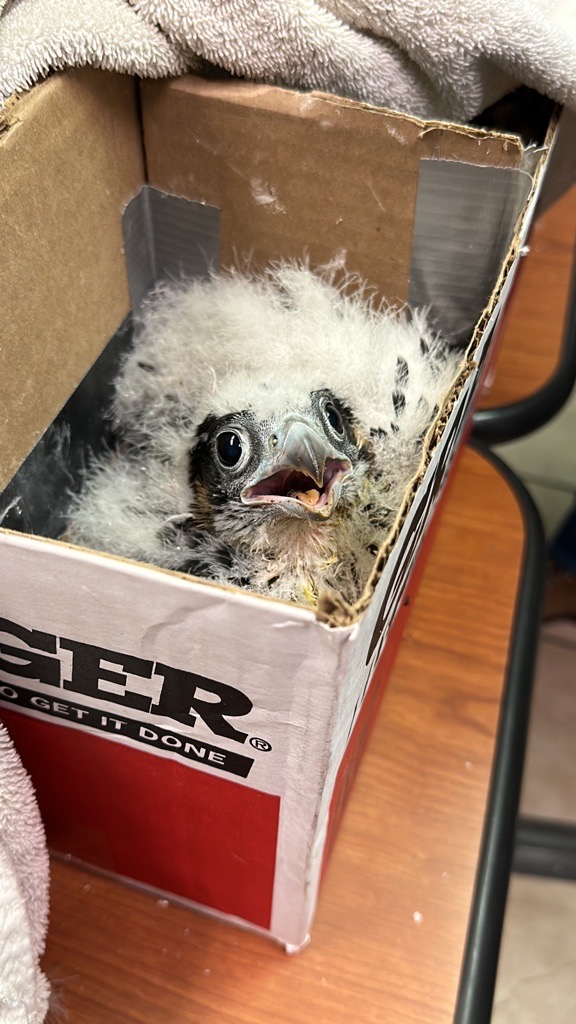 We've been a nesting site to peregrine falcons since 2004 at Eckert Power Station. Today, we're excited to share that we have a second falcon nest at Erickson Power Station and this morning successfully banded 3 boys and a girl—Flash, Turbo, Icon and Artemis.
