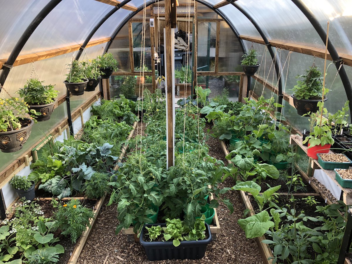 Polytunnel producing lots of greens