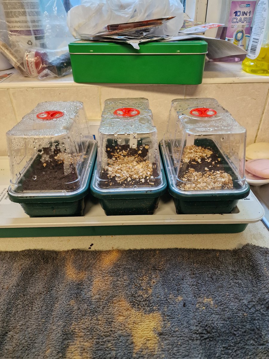 SerpentEmpress_'s tweet image. Sowed 6 seeds tonight. I&apos;m looking forward to see some germination ☺️ #seeds #propagator #GardeningTwitter #gardening #Flowers #plants #GardenersWorld #GardensHour #growingflowers