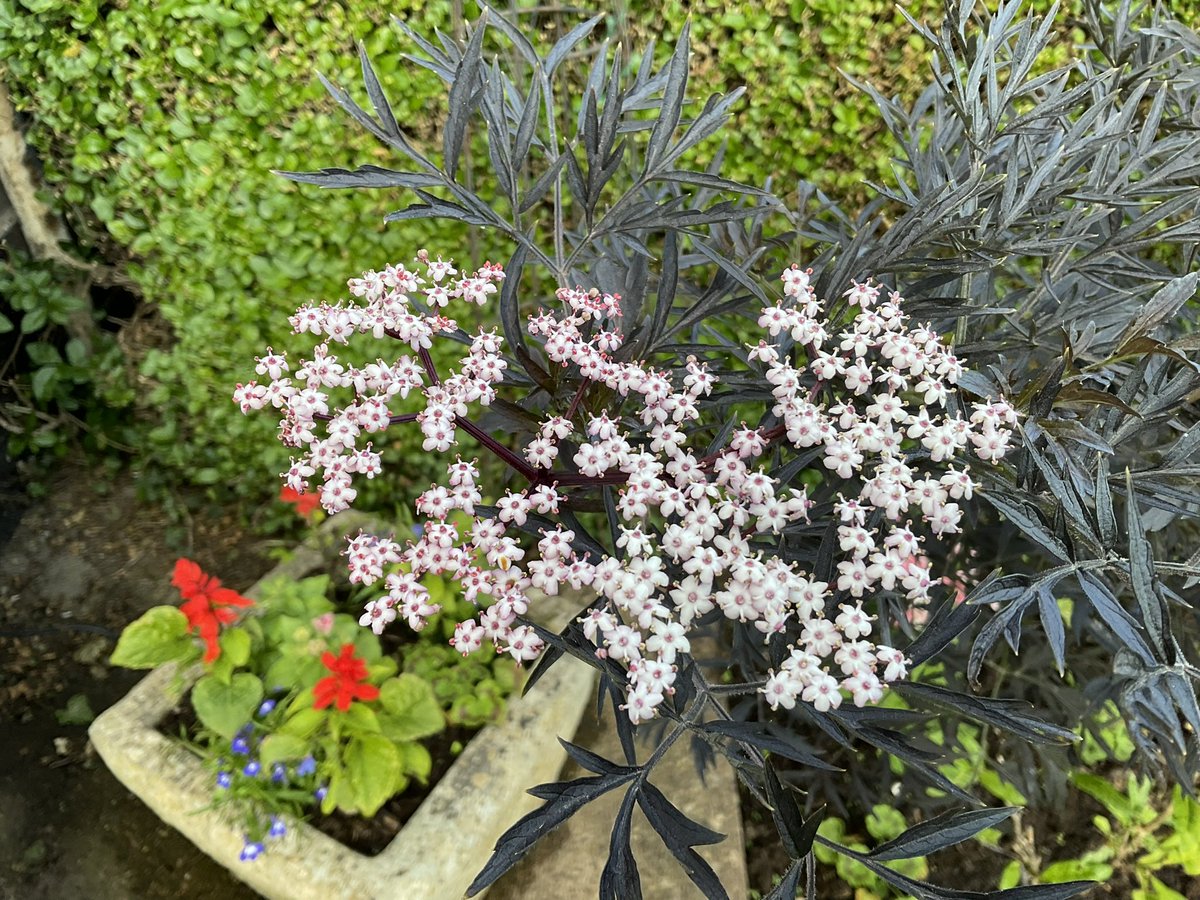 winker_watson's tweet photo. The magic has started. @GardensHour
#NottinghamInBloom π https://t.co/ztxNh21CGa