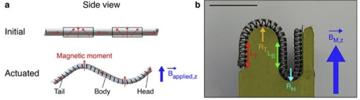 Our labs first study combining flexible fibers and 
ferromagnetic composites for soft robotics is now out at Advanced Materials. 
onlinelibrary.wiley.com/doi/abs/10.100…