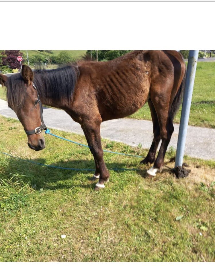 This is #Ennis &amp; <a href="/ClareCoCo/">Clare County Council</a> know about the cruelty of horses in many areas in Ennis &amp; refuse to intervene. These horses are tethered with no water to poles distressed &amp; dehydrated. <a href="/timmydooley/">Timmy Dooley</a> <a href="/CathalCroweTD/">Cathal Crowe T.D.</a> <a href="/MaryHoward2009/">Mary Howard</a> can you please ask envir section to act