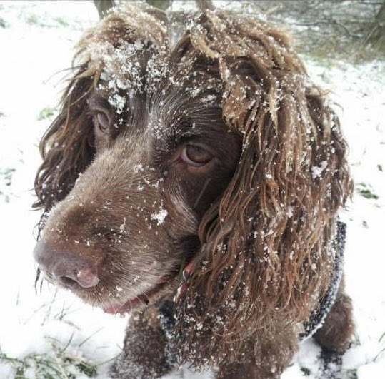 #SpanielHour Bobby.Missing since Dec 2014, his family are not giving up on getting him home, and welcome any possible sightings, info or found dogs to check against Bobby.TY for your continued shares of his posters which you can find on his FB page m.facebook.com/FindBobbytheco…