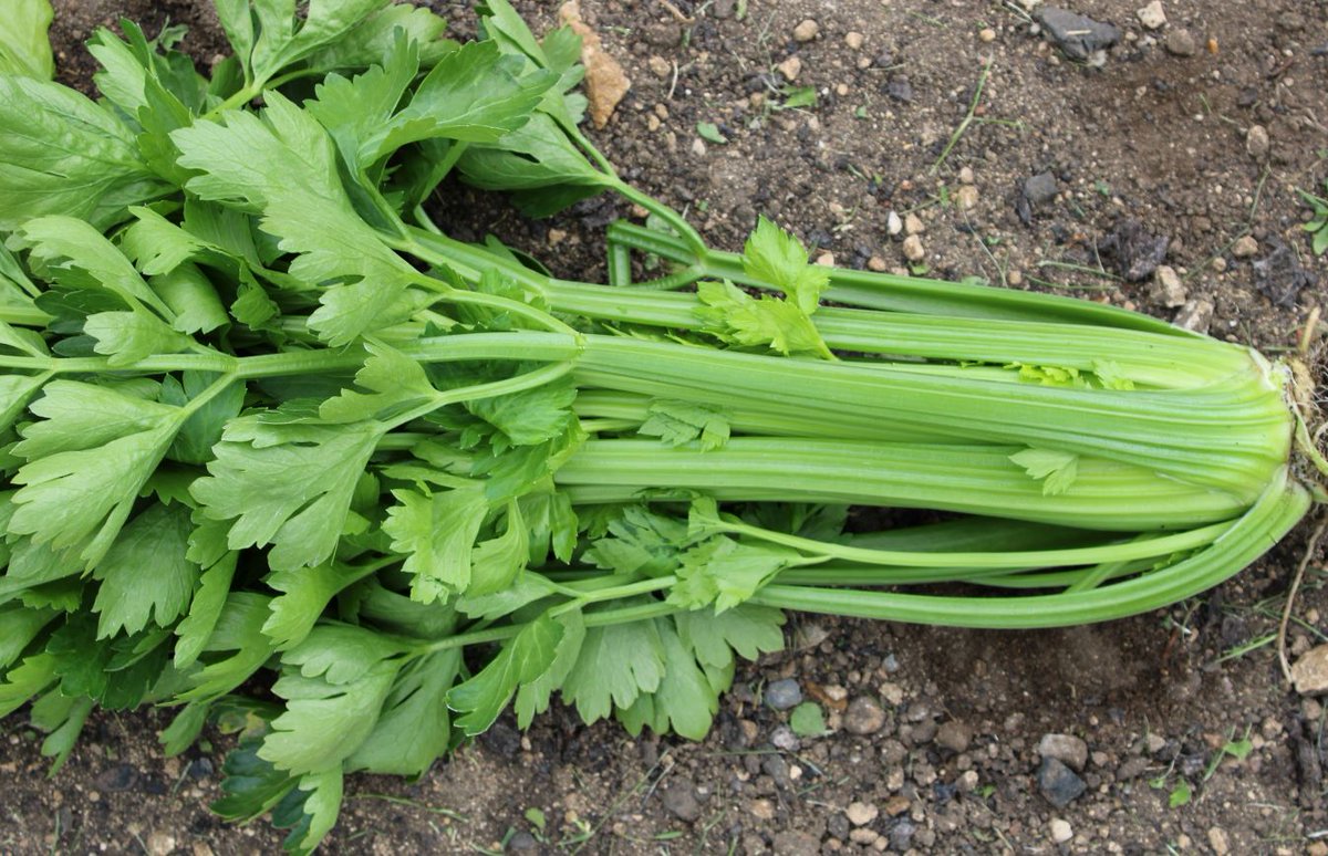 Simon Goodger tweet media