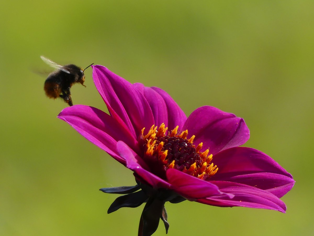 abigailprince93's tweet photo. Just a bumblebee &amp; his Dahlia 🌺🐝
Captured in Stoke-on-Trent by Jamie Rhodes
@BBCSpringwatch #Springwatch https://t.co/7rhDGWaucI