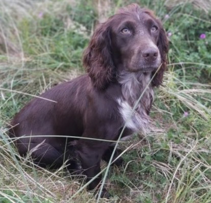 rosieDoc2's tweet photo. #SpanielHour
NORA female/adult #CockerSpaniel went on day out to beach and vanished
#DruridgeBay near COUNTRY PARKS - WHAT HAPPENED THAT DAY #Northumberland #NE61 2/11/20
Would of been a cold day - CAN U REMEMBER ANYTHING?
https://t.co/5JIdvl9PM2
@druridgebaynow @bs2510 https://t.co/qvkshtEkmZ