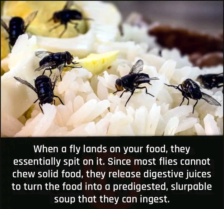 When a fly lands on your food,they essentially spit on it,and this  is how they easily contaminate your food.#WorldFoodSafetyDay.
