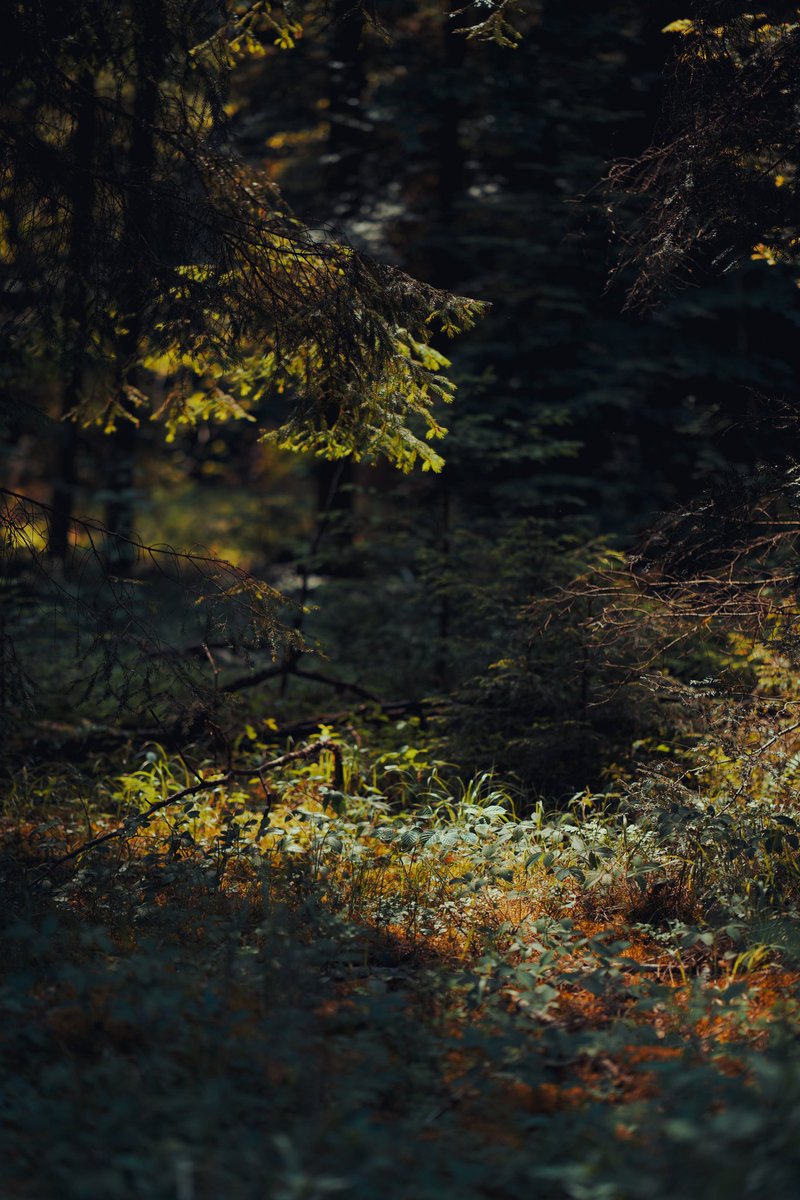 lovesoundscapes's tweet photo. #sigma #sigmafp #fp #landscape #landscapephotography #travel #travelphotography #travelblogger #color #colorful #nature #natur #camera #cinematic #mood #aesthetic #aesthetics #forest #schwarzwald #blackforest #wildernessculture #wilderness #follow #followformore https://t.co/tjsRVhUbLJ