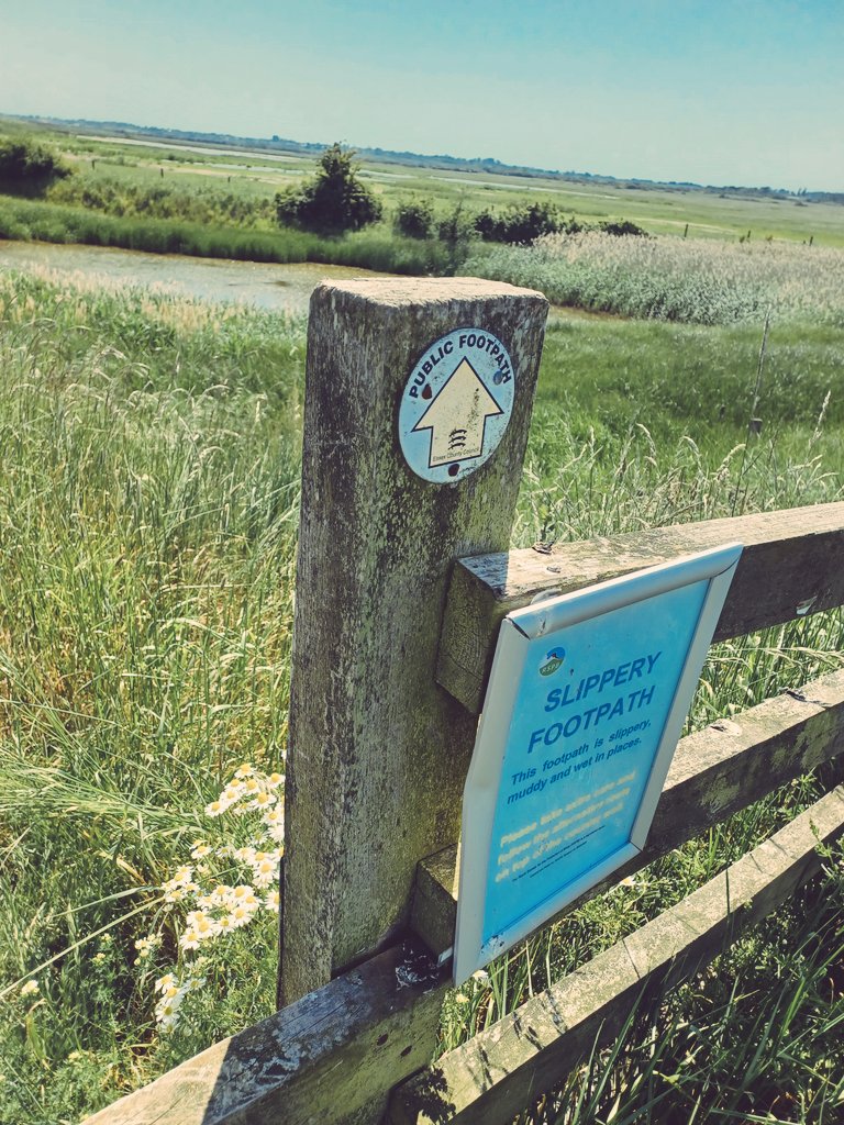 Blazing sun at #OldHallMarshes today, and 39 bird species counted 🐦🪿🦅 Including 3 marsh harriers, at least 2 cuckoos, about 40 grey plovers, ringed plovers and one little ringed plover. And avocet, coot, moorhen and gull chicks, and many goslings& some cygnets 🐥🦢 #spring