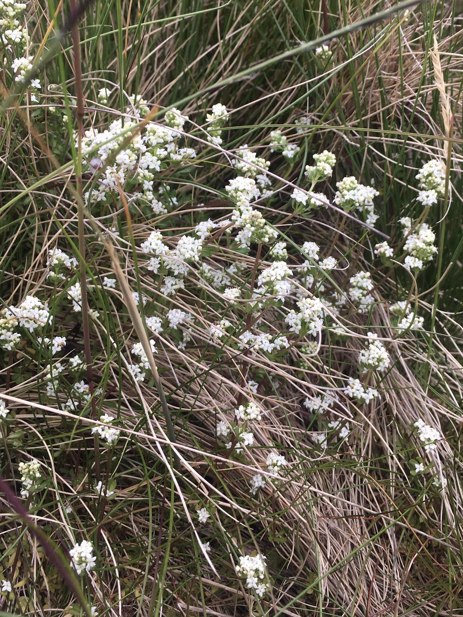 KathRSmart's tweet photo. Now heath bedstraw flowers join the heath milkwort and tormentil. Ground looks like a starry sky #wildflowerhour https://t.co/tFGWLYMQCF