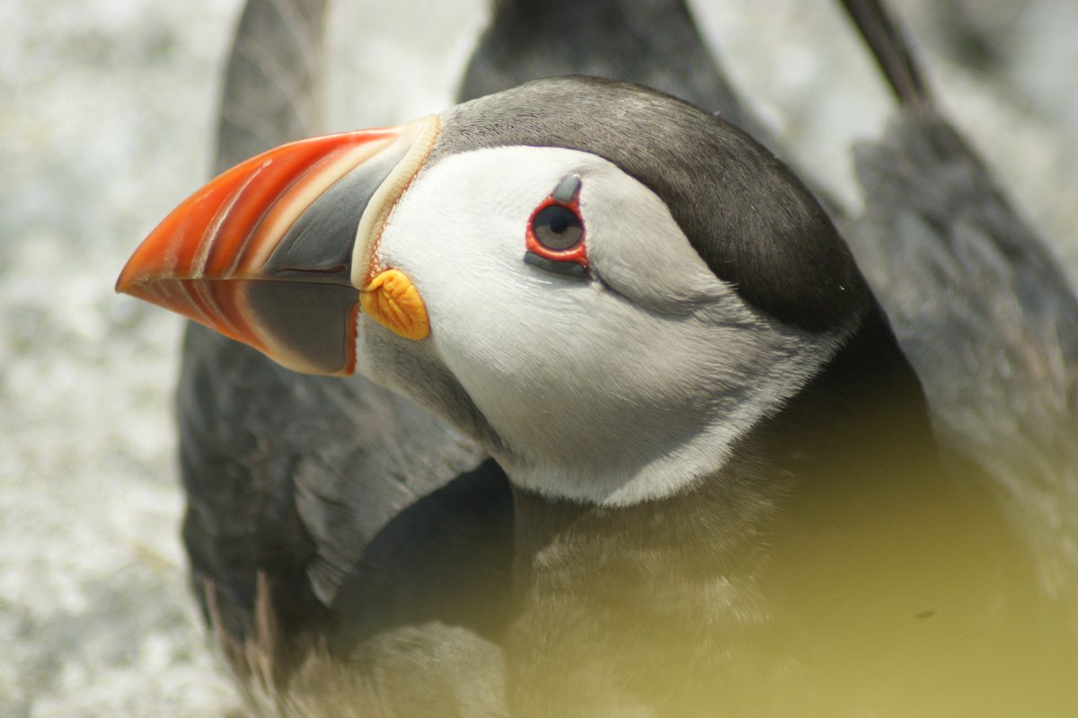 Puffins are definitly back on #SkelligMichael with <a href="/Skelligtours/">Skellig tours</a> 😍🐧

#IveraghBirds #Puffins #MustLovePuffins #FlyingPenguins

<a href="/BirdWatchIE/">BirdWatch Ireland</a> <a href="/KerryBirdNews/">Kerry Bird News</a>