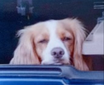 POPPY #SpanielHour

Female #CockerSpaniel Spayed Elderly Red Has white spots on her nose

#Missing 31 May 2023 Woods behind garden centre on #Banbury road #ChippingNorton OX7
Diabetic and not had medication. If found please take to vets ASAP

doglost.co.uk/dog-blog.php?d…