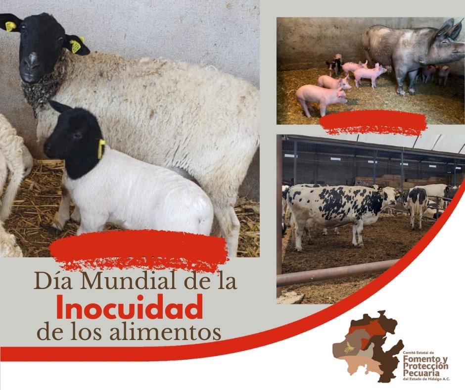 cefpphidalgo's tweet image. El Componente de Inocuidad Pecuaria que opera este Comité implementa acciones, como los Sistemas de Reducción de Riesgos de Contaminación (SRRC) en las Unidades de Producción de nuestro Estado; lo que permite brindar la seguridad de producir alimentos libres de contaminantes.