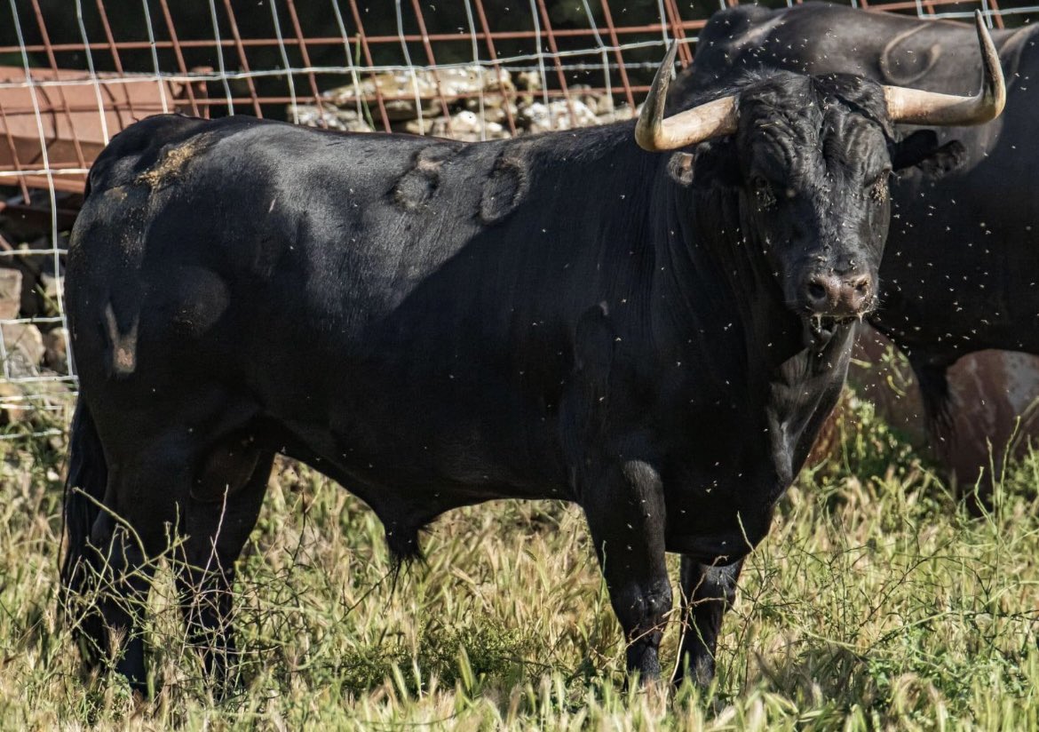 RafadeBasterra's tweet photo. Algunos toros de la camada de 2023 de Paloma Sanchez-Rico de Terrones. Esperemos que den el juego deseado. https://t.co/gT7NOD0n6s