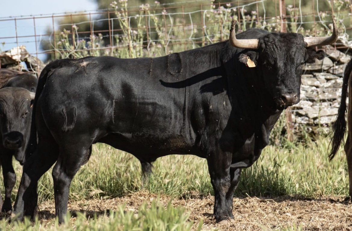 RafadeBasterra's tweet photo. Algunos toros de la camada de 2023 de Paloma Sanchez-Rico de Terrones. Esperemos que den el juego deseado. https://t.co/gT7NOD0n6s