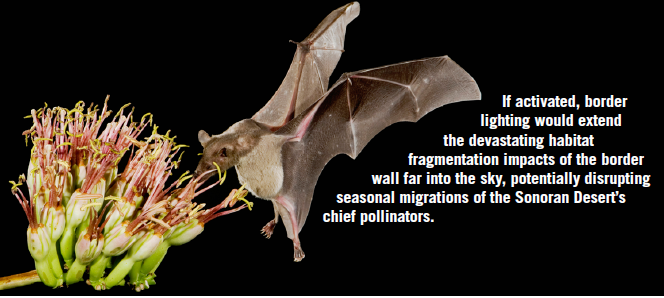 We recently documented more than 1800 stadium-bright lights installed along the border wall in Arizona's key conservation areas, waiting to be turned on.

These lights would be devastating for wildlife, disrupting natural rhythms &amp; sending cascading impacts through the ecosystem.