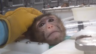 MhefisT's tweet photo. “La EXPERIMENTACIÓN ANIMAL NO ayuda a los humanos ENFERMOS, sólo es valiosa para los experimentadores que satisfacen su curiosidad y basan en ella sus carreras científicas”
Ärzte gegen Tierversuche 
NO es CIENCIA
#EndAnimalTesting
#RescateVivotecnia   
https://t.co/66MxhOkHzx. https://t.co/dV8u52T6qT