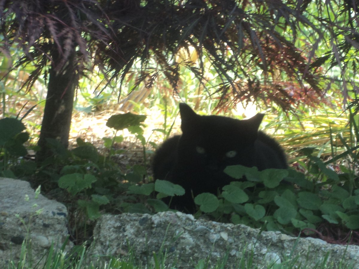 Dee has found the perfect napping spot this afternoon. #CommunityCats #StrayCats #TNR