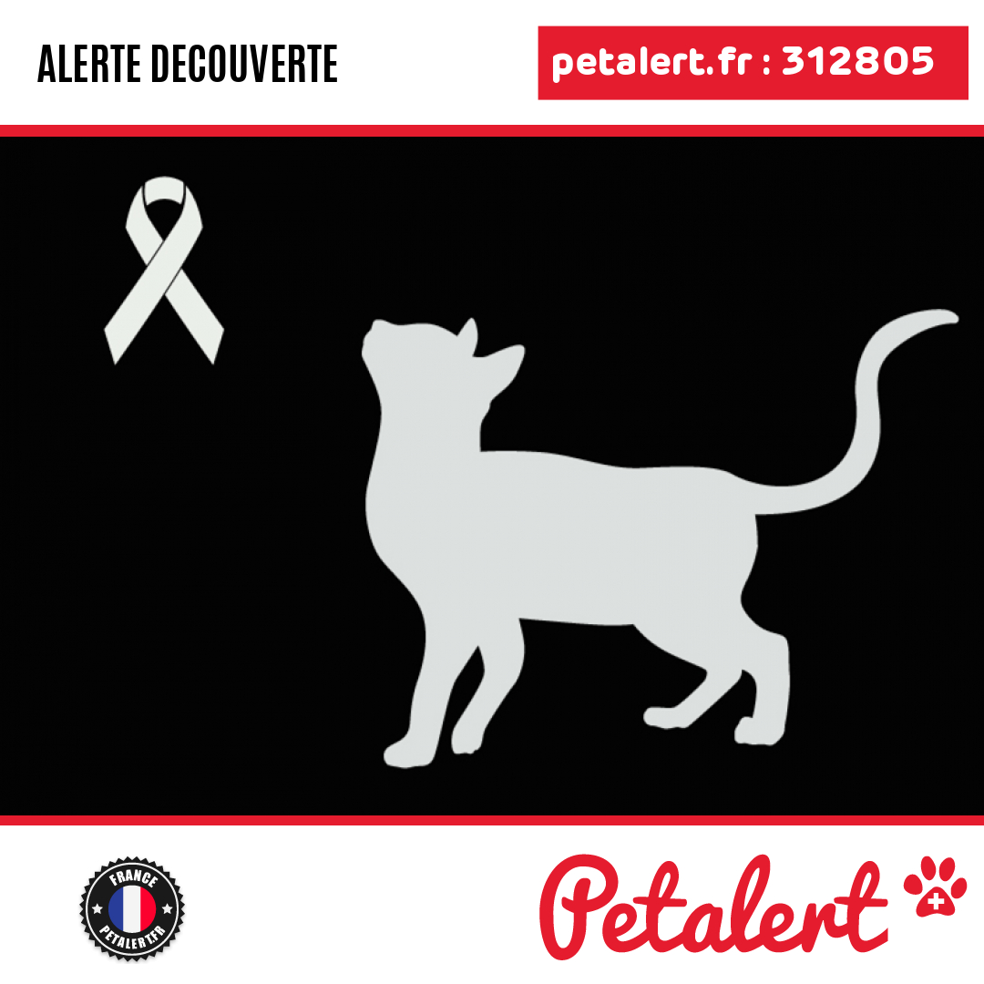 Trouvé #Chat #Gironde #Bourg #Petalert  #PetAlert33 / p3t.co/g4Bus