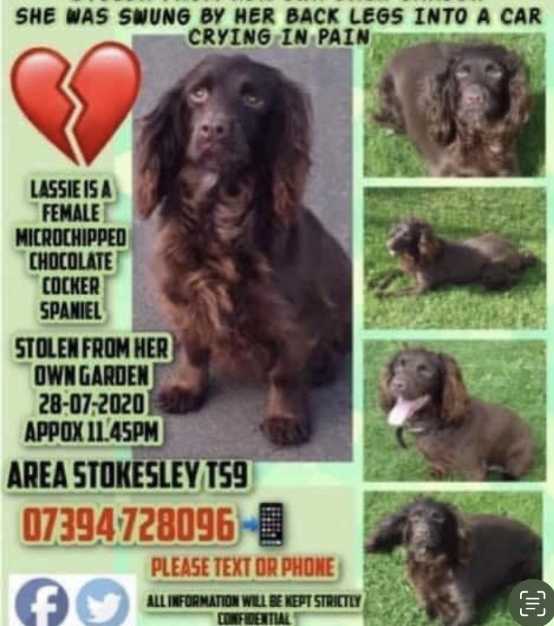#SpanielHour IMAGINE KNOWING WHO TOOK YOUR BEAUTIFUL GIRL, needing help and not getting it There was #CCTV NOT GREAT but if looked at better they’d of known & caught them SLUNG BY BACK LEGS INTO A VEHICLE IN #Stokesley 28/7/20 LASSIE @LassieStolen @thomp918 @juliagarland73