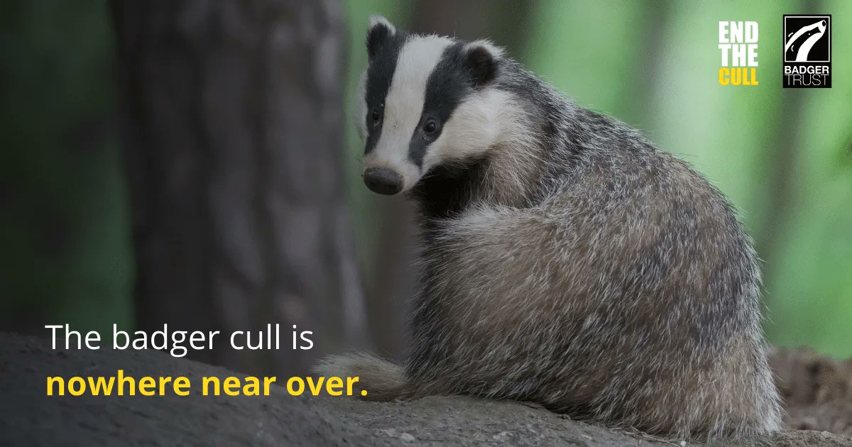 BREAKING ⚠️ Government declares ‘open season’ on badgers. #BadgerCull nowhere near over. Figures released today reveal: ❌ 11 new supplementary cull areas ❌ 18 existing areas can resume badger killing ❌ 29,000 badgers slated to be shot Read more > buff.ly/45TrwoS