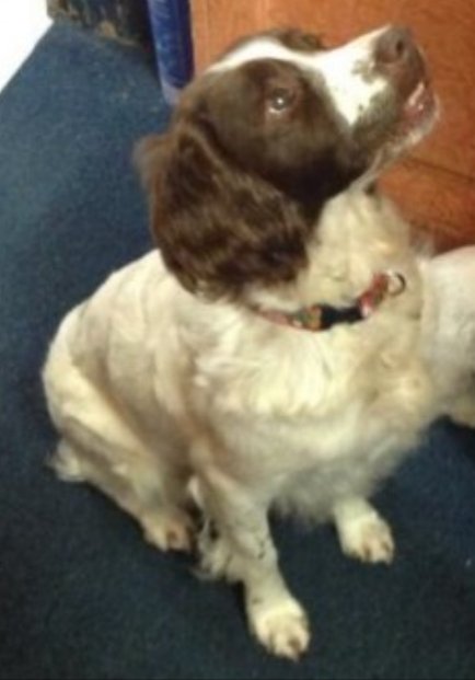 TASHY #SpanielHour

Female #EnglishSpringerSpaniel Spayed Elderly Liver & White long tail Tagged Microchipped

#Missing 31 May 2023 #Torrington Commons Lower fields behind Puffing Billy EX38 Wandered from owner Deaf Arthritic wearing red collar

doglost.co.uk/dog-blog.php?d…